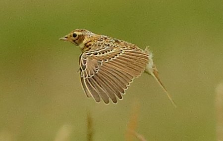 Skylark 2020 06 15 Badens Clump