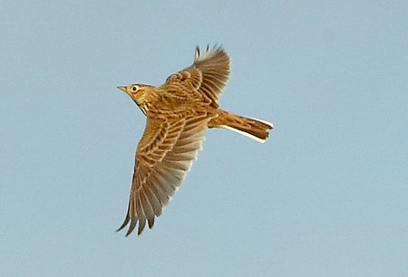 Skylark 2020 10 22 SPTA Centre