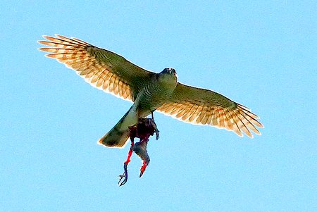 Sparrowhawk 2020 06 22 Langford Lakes2