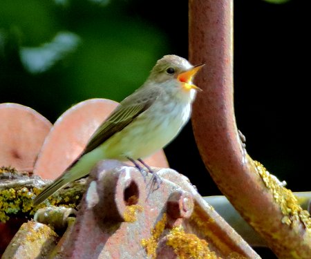 Spotted Flycatcher 2020 05 14 Westbury White Horse