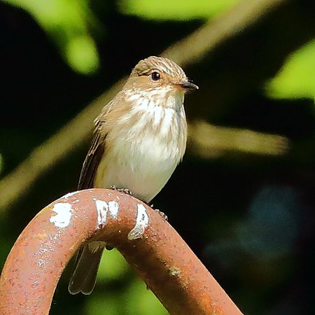 Spotted Flycatcher 2020 05 19 Westbury White Horse21