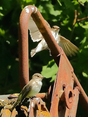 Spotted Flycatcher 2020 05 19 Westbury White Horse4
