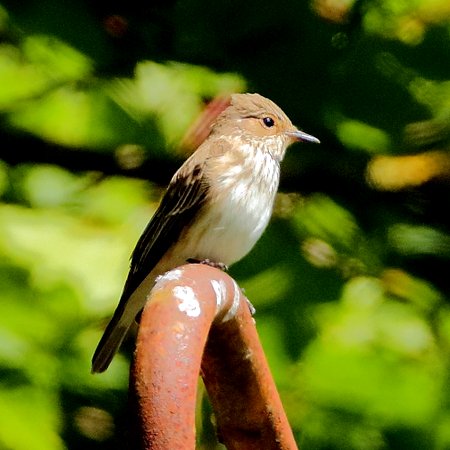 Spotted Flycatcher 2020 05 24 Westbury White Horse