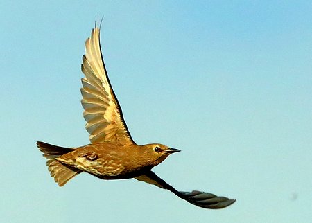 Starling 2020 06 26 Trowbridge