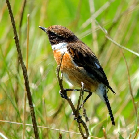 Stonechat 2020 05 06 Gore Cross