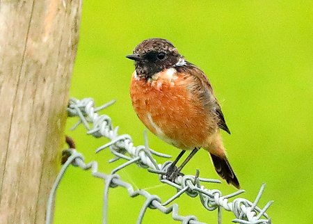 Stonechat 2020 09 08 Gore Cross