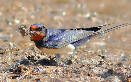 Swallow 2020 04 25 Gore Cross