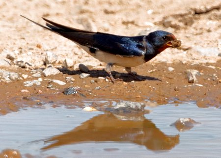 Swallow 2020 07 11 Badens Clump2