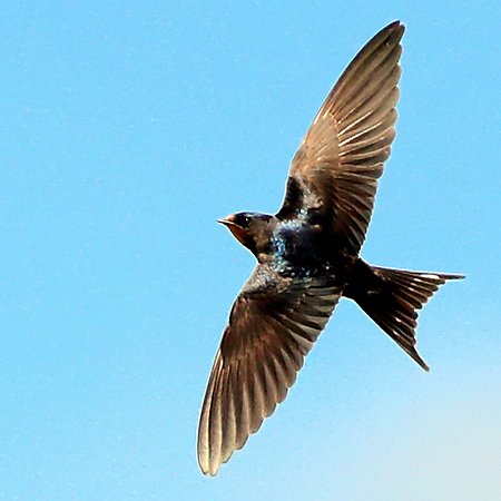Swallow 2020 07 20 Bratton