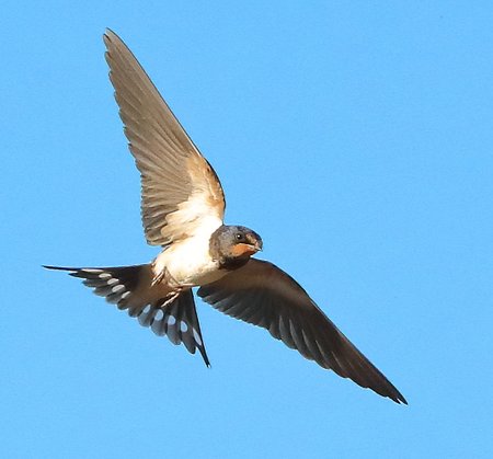 Swallow 2020 07 30 Bratton