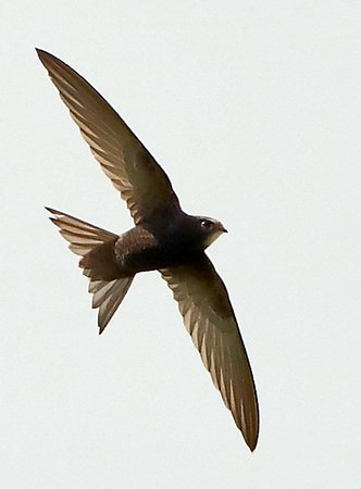Swift 2020 05 13 Badens Clump101