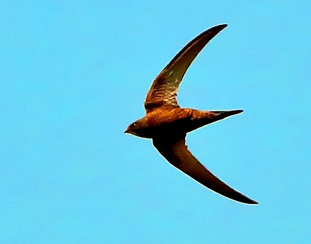 Swift 2020 06 26 Gore Cross4