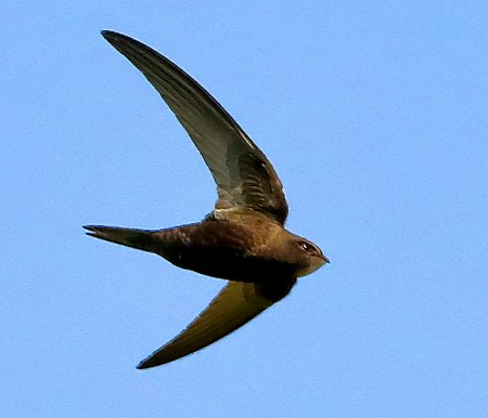 Swift 2020 07 31 Corsham Lake8