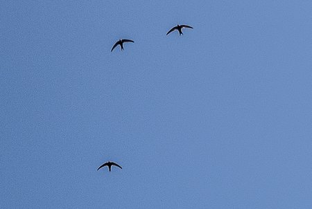 Swifts DC Aug 7