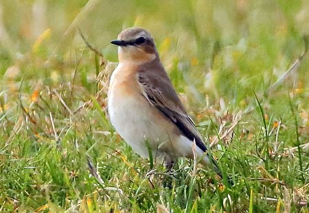 Wheatear 2020 08 04 Bratton00