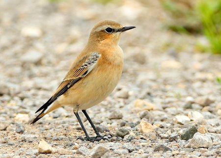Wheatear 2020 09 08 Gore Cross