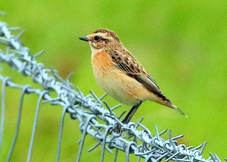 Whinchat 2020 09 08 Gore Cross