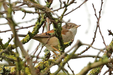 Whitethroat 2020 01 30 Westburyaa