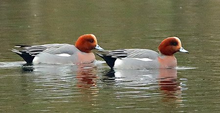 Wigeon 2020 01 24 Langford Lakes