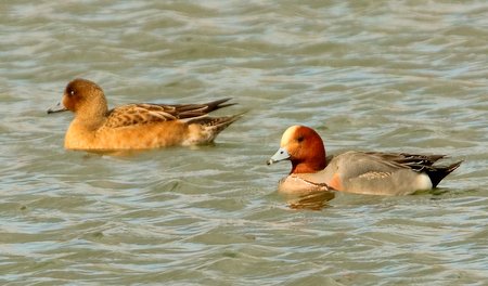 Wigeon 2020 03 11 Langford Lakes