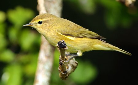 Willow Warbler 2020 09 15 Langford Lakes