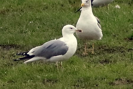 Yellow legged Gull 2020 01 10 East Clyffe1