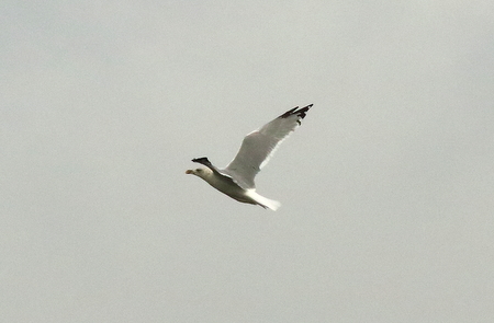 Yellow legged Gull 2020 10 08 Langford Lakes100