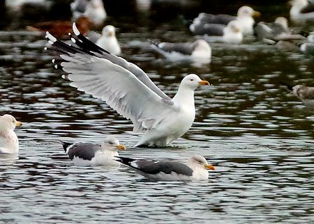 Yellow legged Gull 2020 12 03 Langford Lakes0