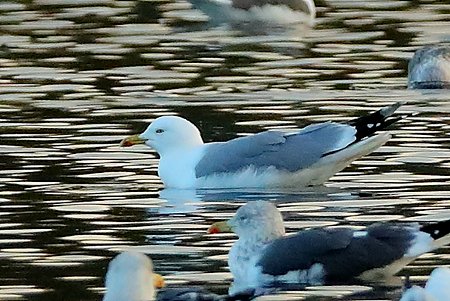 Yellow legged Gull 2020 12 11 Langford Lakes3