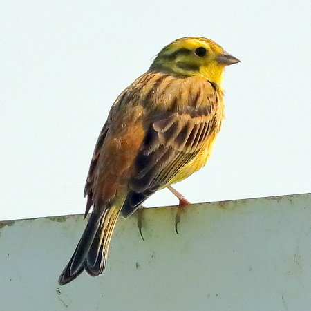 Yellowhammer 2020 04 25 Gore Cross1