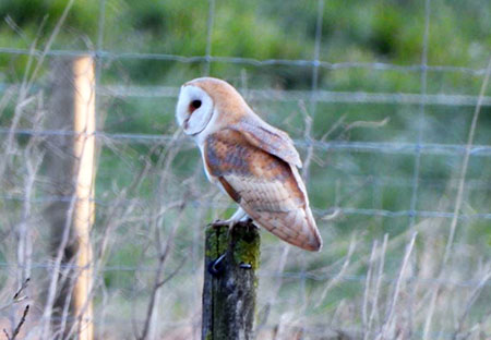  BarnOwl2aa