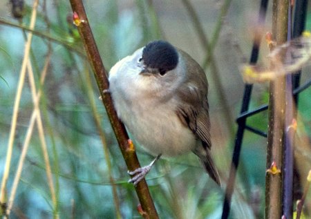 blackcap 011220 15