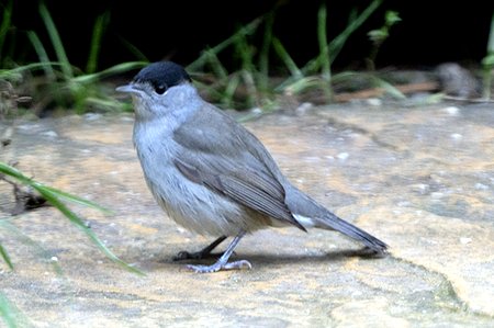 blackcap male right date