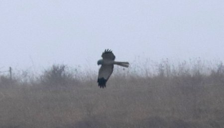 henharrierplain