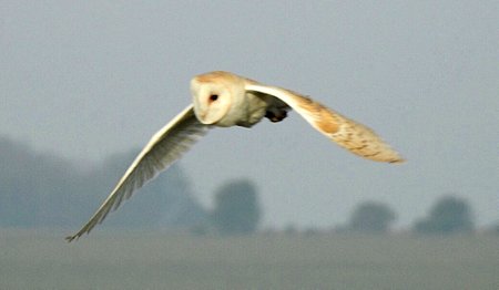 image1ujkwq