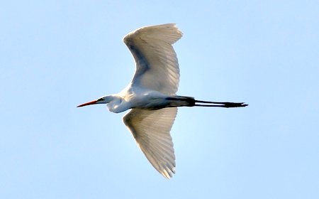 image6tt