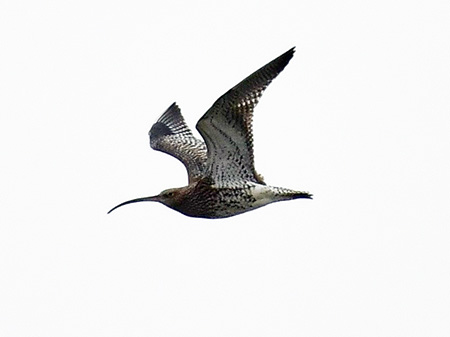 thumbnail image0asf11