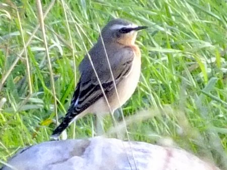 20211006 Wheatear DKP MantonPark 01