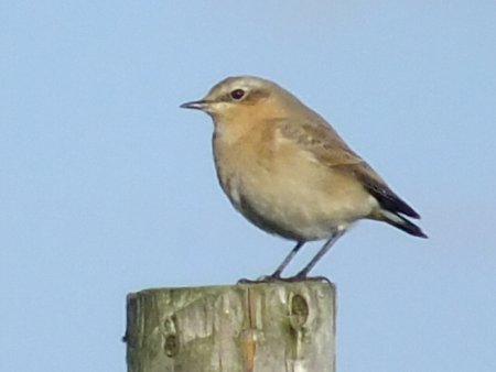 20211006 Wheatear DKP TotterdownResr 01