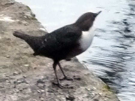20211014 Dipper DKP Marlb 01