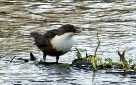 20211208 Dipper DKP Marlb 01