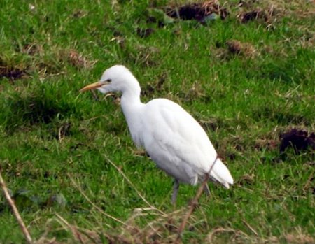 Cattle Egret