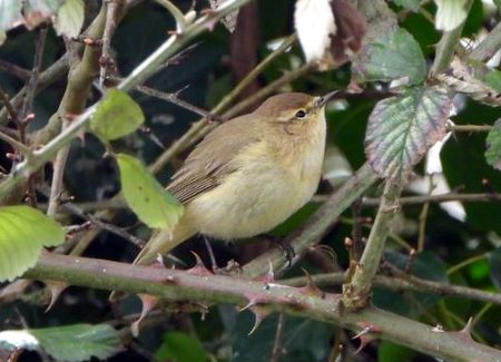 Chiffchaff43243t3er