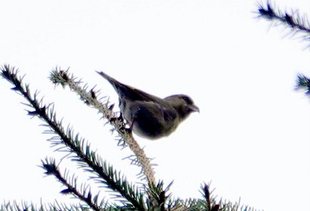 Common Crosbill