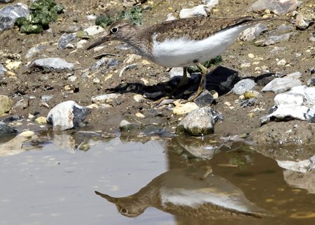 Common Sandpiper 2021 07 19 Langford Lakes