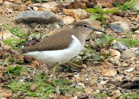 Common Sandpiper 2021 07 30 Langford Lakes