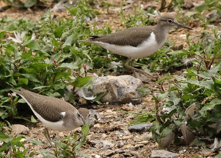 Common Sandpiper 2021 08 20 Langford Lakes
