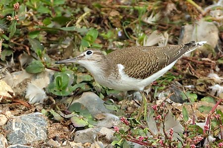 Common Sandpiper 2021 09 19 Langford Lakes