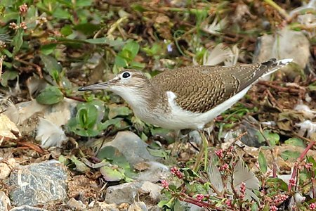 Common Sandpiper 2021 09 19 Langford Lakes