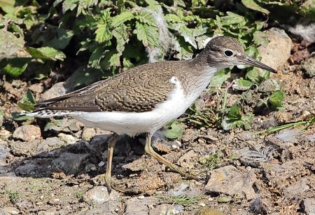 Common Sandpiper 2021 09 21 Langford Lakes